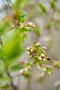 Spring in the city. Bud with green leaves on the tree branch Royalty Free Stock Photo