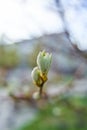 Spring in the city. Bud with green leaves on the tree branch Royalty Free Stock Photo