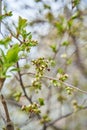 Spring in the city. Bud with green leaves on the tree branch Royalty Free Stock Photo