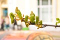 Spring in city - new leaves of horse-chestnut tree close up and wall of apartment house on background, selective focus Royalty Free Stock Photo