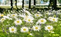 Spring in city park white yellow daisy in a wild field green grass and wild flowers summer nature floral background template Royalty Free Stock Photo