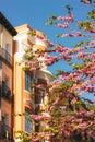 Spring city street with old classical architecture, building Pink tree branches.