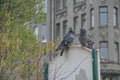 Spring in the city two birds close-up, a pair of pigeons, two pigeons close-up, city birds on the background of a gray building, t