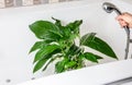 Spring cleaning of houseplants, washing off dust from houseplant leaves with shower in bath in home bathroom. Royalty Free Stock Photo