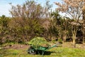 Spring cleaning and weeding your garden, full wheelbarrow of weeds on lawn Royalty Free Stock Photo