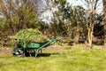 Spring Cleaning And Weeding Your Garden, Full Wheelbarrow Of Weeds On Lawn