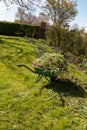 Spring cleaning and weeding your garden, full wheelbarrow of weeds on lawn Royalty Free Stock Photo