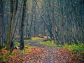 Spring clearing the forest of dead wood. Forest alley with piles of branches prepared for export Royalty Free Stock Photo