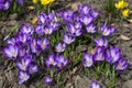 purple, early beautiful crocuses blossomed