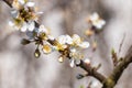 Spring close-up on a branch with and flowers of cherry birds Royalty Free Stock Photo