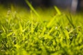 Spring close up of colorful green grass in sunlight outdoors