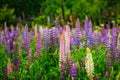 Spring close-up lupine flowers blossoms