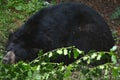 Black Bear Sleeping In A Forest Opening