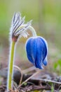 Spring closeup bell flower