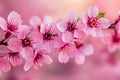 spring closeup image of a cherry blossom sprig with delicate pink sakura flowers on a blurred background Royalty Free Stock Photo