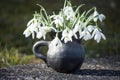 Spring closeup with snowdrops in handmade vase of black pottery Royalty Free Stock Photo