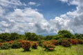 Spring Clouds Hang Over Blooming Gregory Bald