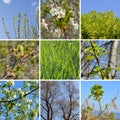 Spring collage with first green leaves, grass and white flowers of cherry and apple tree