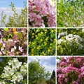 Spring collage with flowers and blooming trees Royalty Free Stock Photo