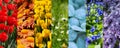 Spring collage-rainbow of flowers. Beautiful multi-colored design Royalty Free Stock Photo
