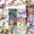 Spring collection Royalty Free Stock Photo