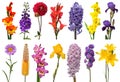 Spring collection of flowers gladiolus, delphinium, eremurus, aster, hyacinth, iris, daylily, canna isolated on a white Royalty Free Stock Photo