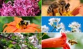 Spring collection with flowers, insects, fruit trees. Royalty Free Stock Photo