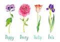 Spring collection of flowers isolated on white, purple poppy, pink peony, red tulip and dark blue iris Royalty Free Stock Photo