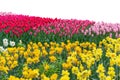 Spring coloful tulip bulb flower field isolated Royalty Free Stock Photo