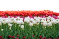 Spring coloful tulip bulb flower field isolated