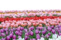 Spring coloful tulip bulb flower field isolated