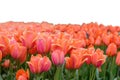 Spring coloful tulip bulb flower field isolated