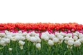 Spring coloful tulip bulb flower field isolated