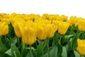 Spring coloful tulip bulb flower field isolated