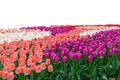 Spring coloful tulip bulb flower field isolated