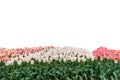 Spring coloful tulip bulb flower field isolated