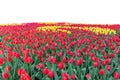 Spring coloful tulip bulb flower field isolated