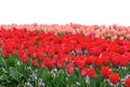 tulip bulb flower field isolated on white background