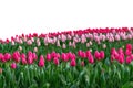 Tulip bulb flower field isolated on white background