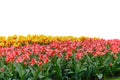 Spring coloful tulip bulb flower field isolated