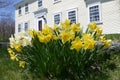 Spring: colonial house with yellow daffodils Royalty Free Stock Photo