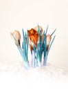 Spring color crocus flower bouquet Royalty Free Stock Photo