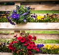 Spring colored flowers and plants on a wooden support