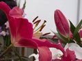 Spring colored lilies in arrangment in spring daytime Royalty Free Stock Photo