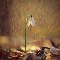 Spring colorful background with flower - plant in springtime. Snowdrop (Galanthus nivalis). Rain at sunset in Royalty Free Stock Photo