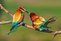 spring colorful birds kissing on the branch