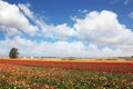 Spring colorful buttercups and ranunculus Royalty Free Stock Photo