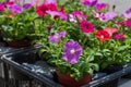 Spring colorful flower planted in a box Royalty Free Stock Photo