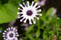 The spring colorful flowers close up in a sunshine Royalty Free Stock Photo