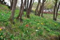 Spring with colorful flowers in the woods